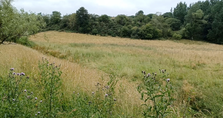 Large grassy field with trees in distance