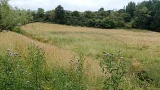 Grassy field with trees in background
