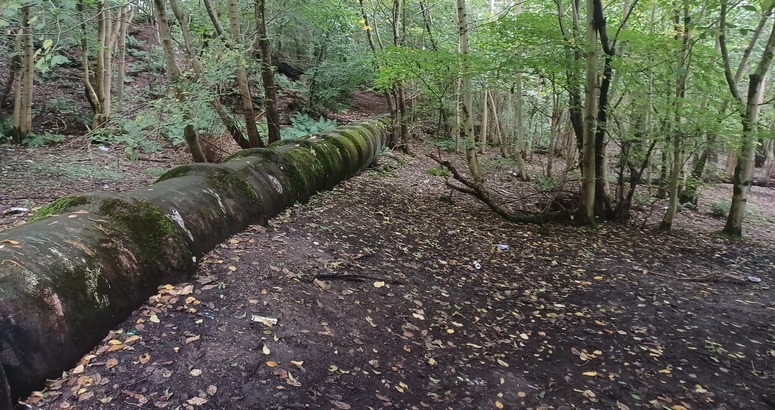 Muddy woodland with large diameter pipe running above ground