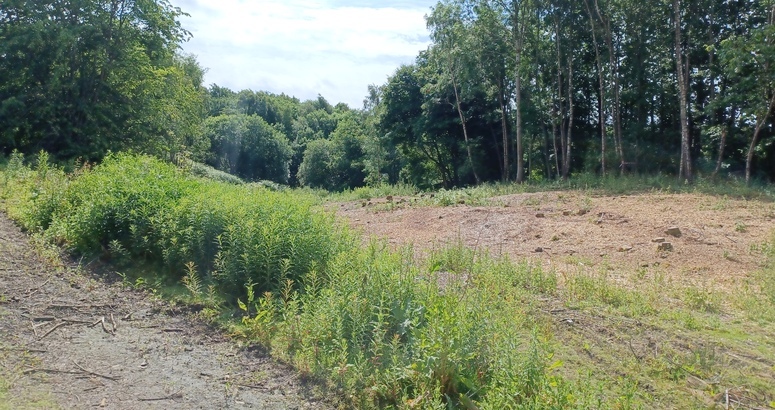 Grassy field with footpath