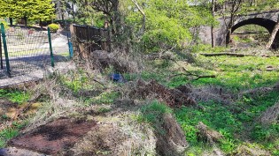 Grass and weeded area with tree and metal manhole cover visible