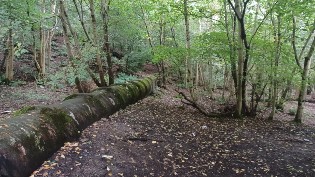 Large pipe in wooded area