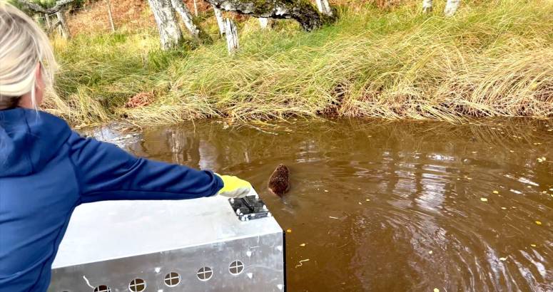 Beaver being released to the Cairngorms