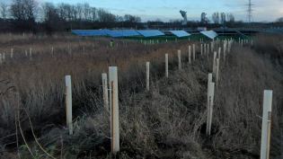 The saplings that have been planted at Dalderse WWTW