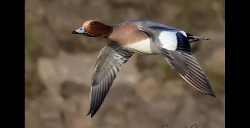 Bird soaring through sky at Gladhouse Reservoir
