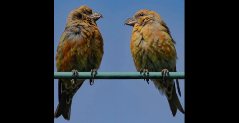 2x birds perched at Gladhouse. Blue sky in background.