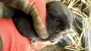 Fossorial water vole pictured in a gloved hand