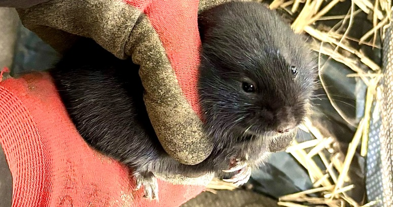 Fossorial water vole pictured in a gloved hand