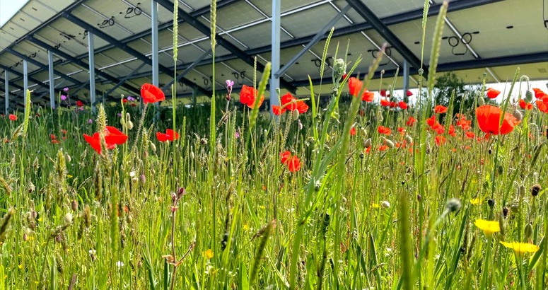 Wildflowers in bloom at Gailes Wastewater Pumping Station