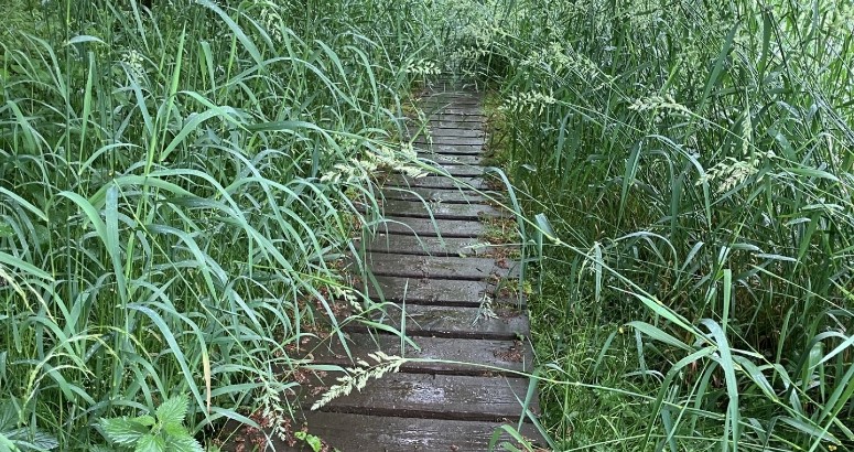 Image of old boardwalk with overgrown vegetation covering the footpath