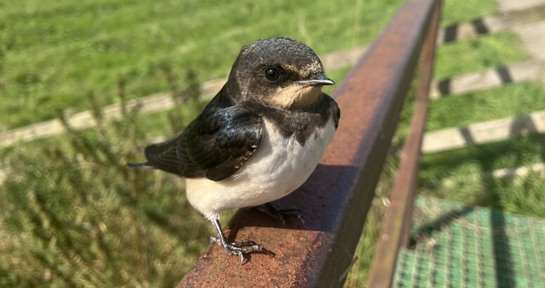 Close up of lucky bird