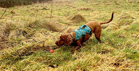 sniffer dog Milo gets a ball as reward for job well done