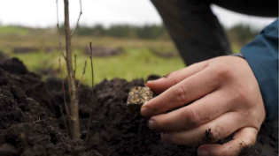 Rhizopellets are planted alongside samplings
