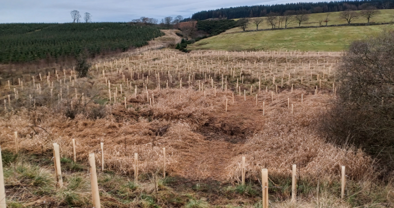 Looking out at some of the newly planted trees at Roscobie Reservoir