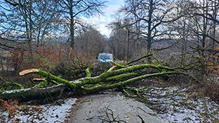 Fallen tree on access to Water Treatment Works at Inveraray during Storm Eowyn