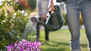 Watering can in the garden