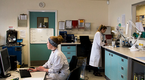 People working in the labratory